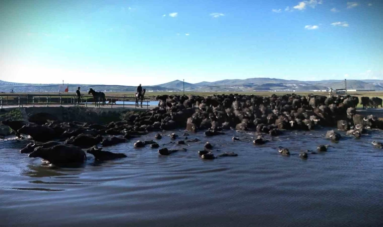 Belgesel tadında manda yolculuğu
