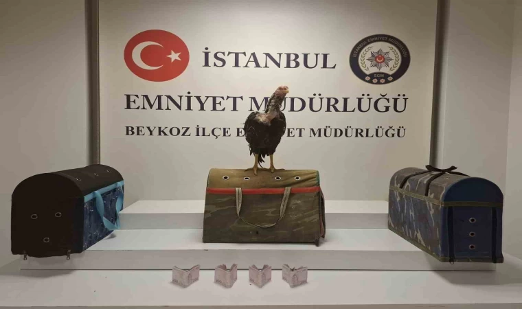 Beykoz’da horoz dövüşüne polis baskını: 21 kişiye 194 bin lira ceza