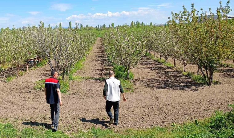 Beyşehir’de meyve bahçeleri hastalık ve zararlılara karşı yakından takip ediliyor