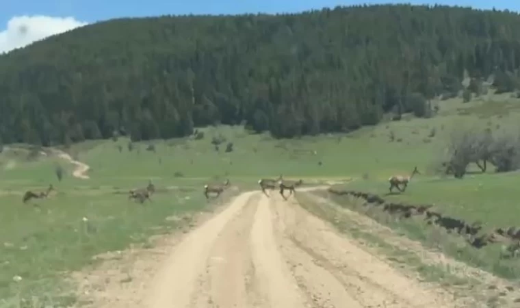 Bolu’da ceylan sürüsü görüntülendi
