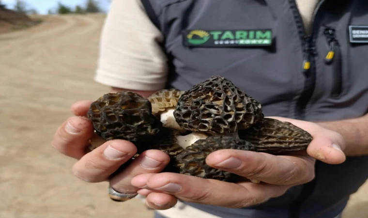 Bozkır’da sahada Kuzu Göbeği incelemesi