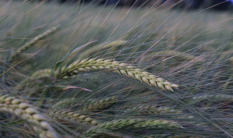 Buğday rekoltesine ilişkin ilk tahmin Hububat Kongresi’nde yapıldı