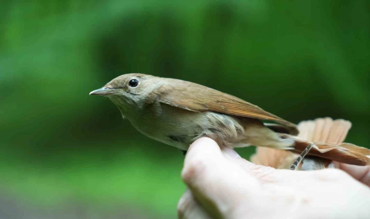 Bülbülün göç sırrı ortaya çıkıyor: ”Çok ilginç veriler elde etmeye başladık”