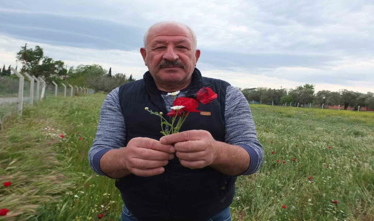 Burhaniye’de tarlalar gelincik açtı