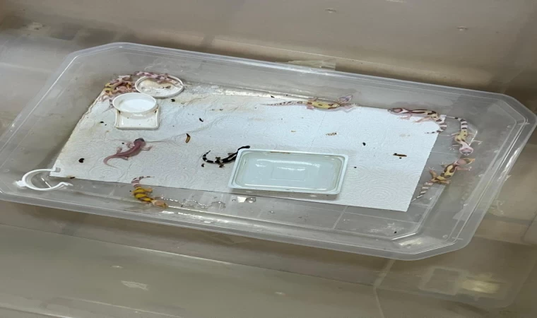 Bursa’da egzotik hayvan ticaretine darbe