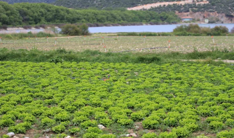 Bursa’da göl havzasındaki ”yasa dışı” tarıma ilişkin DSİ’den açıklama