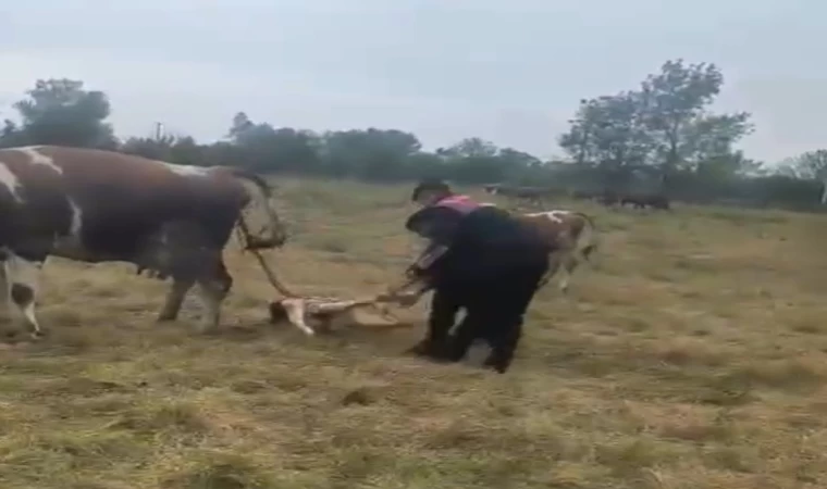 Büyükbaş hayvanın doğumunu jandarma yaptırdı