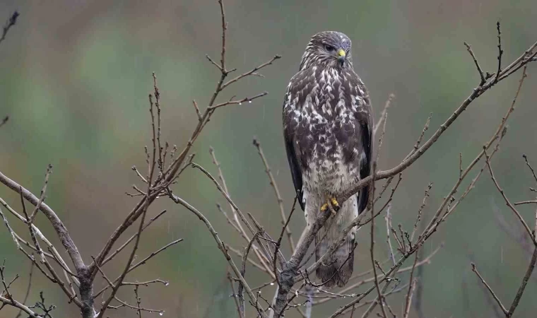 Çadır güme içerisine gizlenerek şahin ve çakalı görüntüledi