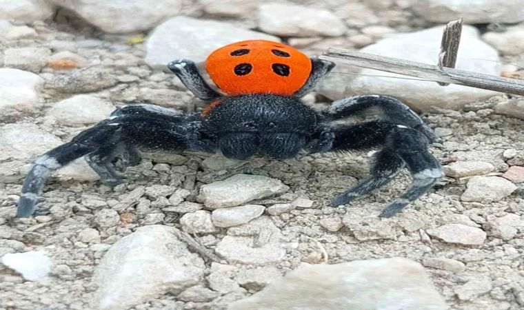 Çanakkale’de ender rastlanan bir örümcek türü görüldü