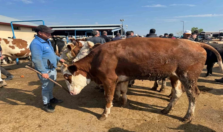 Canlı hayvan pazarlarında kurban hareketliliği başladı