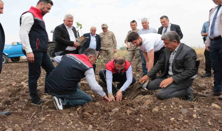 Cizre’de 2,5 milyon TL değerinde 50 çiftçiye verilen badem ve fıstıkların dikimi yerinde inceleme