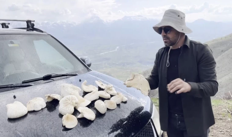 Dağlarda kendiliğinden yetişiyor, kilosu bin 250 TL’den satılıyor
