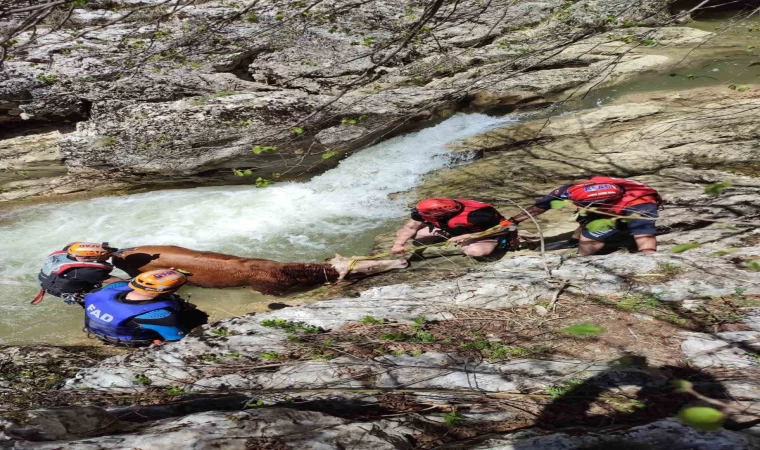Derede mahsur kalan dana AFAD ekiplerince kurtarıldı