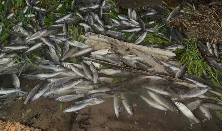 Devrilen tırdan karayoluna saçılan kilolarca balık telef oldu