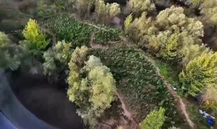 Diyarbakır’da 1 milyon 428 bin kök uyuşturucu bitkisi ele geçirildi