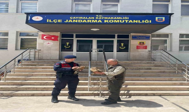 Doğada bulunan yaralı şahinler tedavi altına alındı