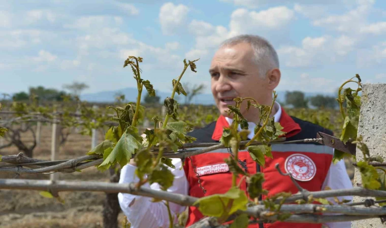 Don zararı sonrası bağlarda yapılması gerekenler sıralandı