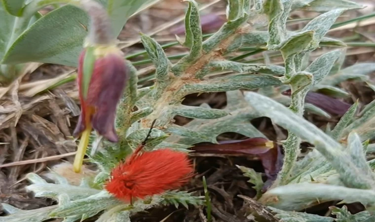 Dünyada sadece bu bölgede görülüyor: İki endemik tür aynı karede