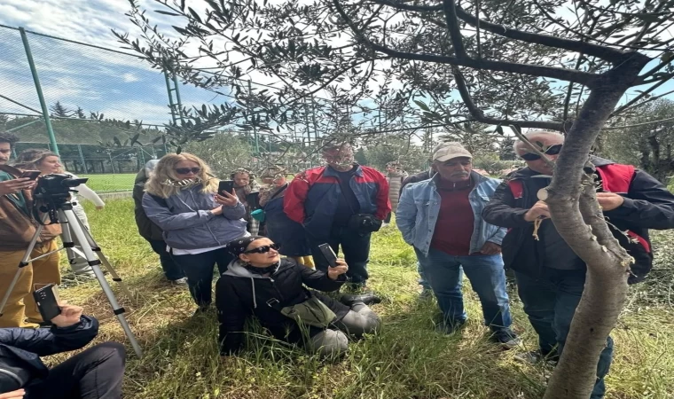 Edremit MYO’da zeytin aşılama eğitimi