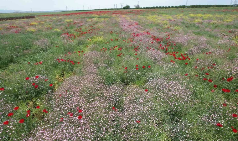 Ekili alanlarda renk cümbüşü