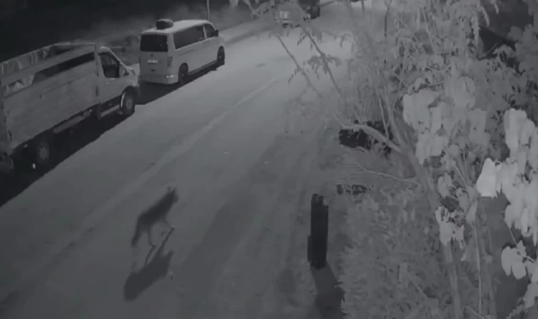 Elazığ’da aç kalan kurt, şehir merkezine indi