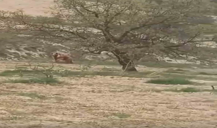 Elazığ’da ayı üzüm bağlarına dadandı