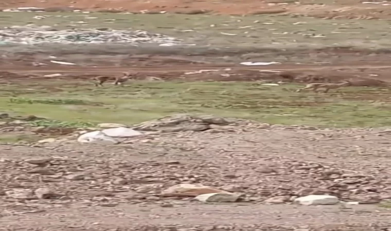 Elazığ’da dağ keçileri görüldü