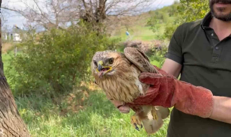 Elazığ’da yaralı halde bulunan şahin ekiplere teslim edildi