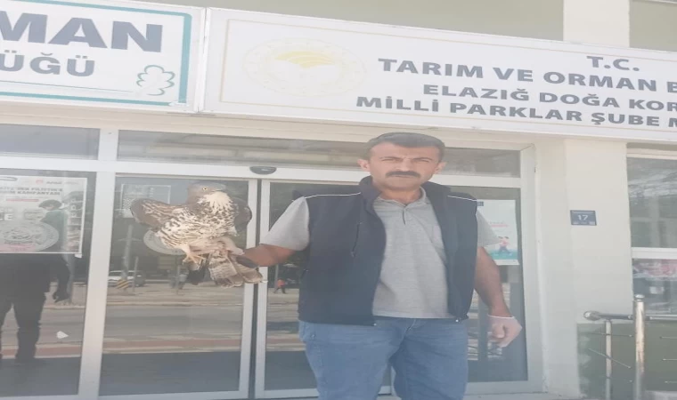 Elazığ’da yaralı şahin tedavi altına alındı