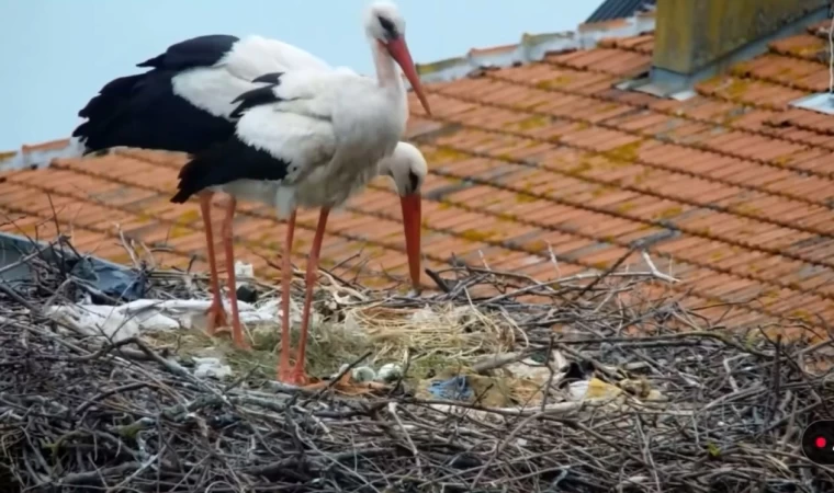 En baba leylek Yaren