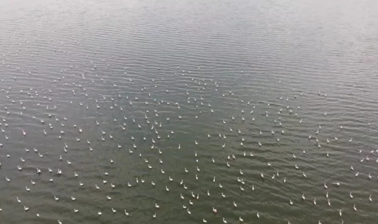 Erçek Gölü’nün narin misafirleri flamingolar gelmeye başladı