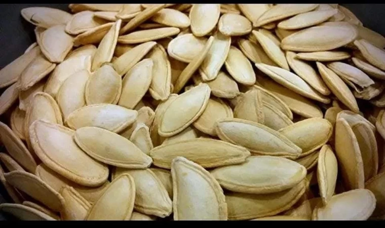 Erciyes’in eteklerinde kabak çekirdeği ekim sezonu başladı