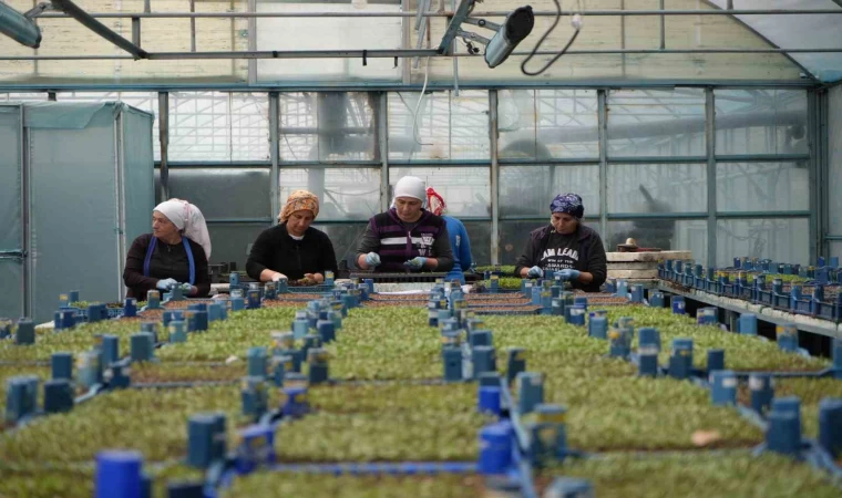 Erzincan seracılıkta hedefini büyütüyor