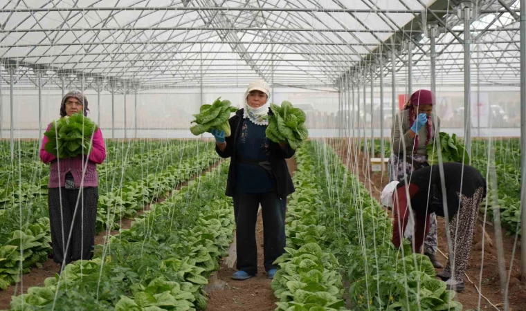 Erzincan seralarında marul hasadı başladı