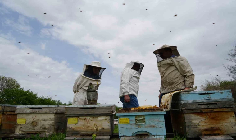 Erzincan’da kış uykusundan uyanan arılar yeni sezona hazırlanıyor