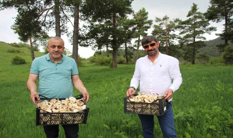 Erzurum’da vatandaşlara ”zehirli mantar” uyarısı