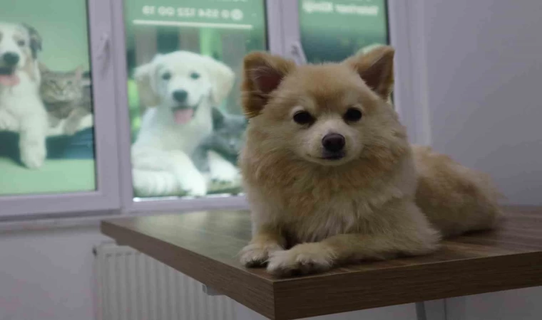 Evcil hayvan sahipleri dikkat: Yaz mevsiminde bunlara dikkat etmek hayati önem taşıyor