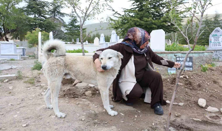 ’Garip’in vefası: Ölen sahibinin mezarından ayrılmıyor
