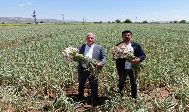 Gaziantep’te AB tescilli Araban sarımsağının hasadı başladı