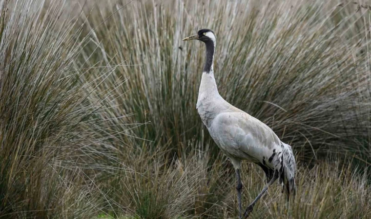 Gökyüzünün sessiz yolcuları için kuş göç rotaları haritalanıyor