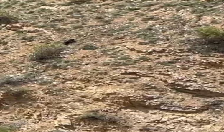 Gümüşhane’de annesini kaybeden yavru ayı bağırarak annesini aradı