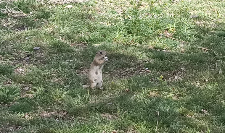 Havalar ısındı, gelengiler ortaya çıktı
