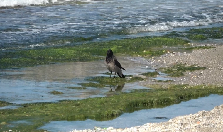 Hırsız karganın ’balık’ ziyafeti güldürdü