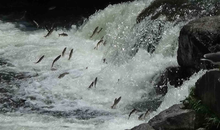 İnci kefalinin zorlu göçü devam ediyor