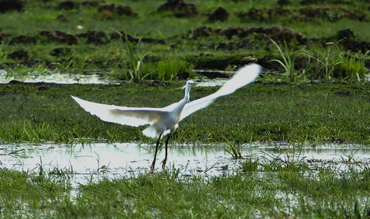 İron Sazlığına kuş akını