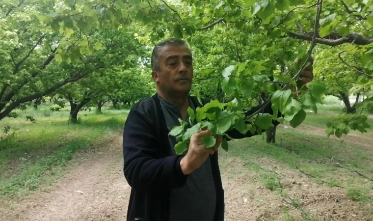 Isparta’da don kayısı üreticilerini zarara uğrattı