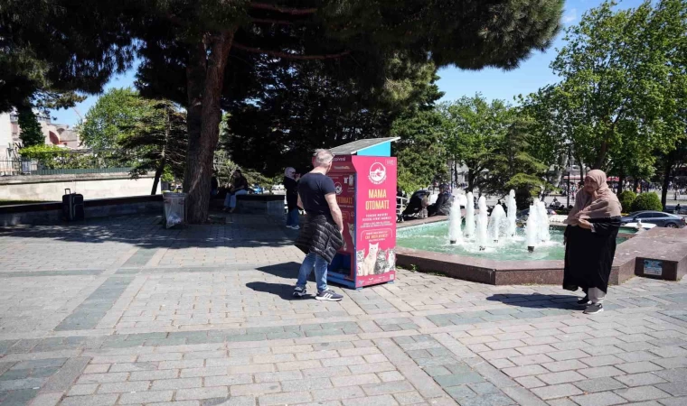 İstanbul’da kedi taklidi yapan martıların mama avı kamerada