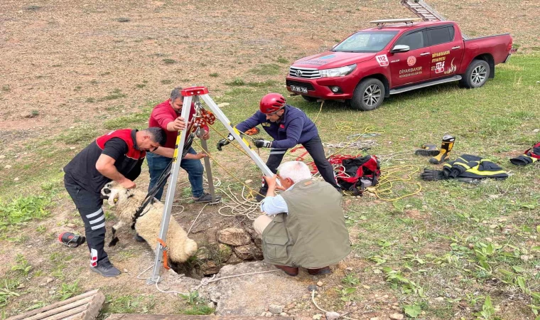 İtfaiye ekipleri kuyuya düşen koyunu kurtardı