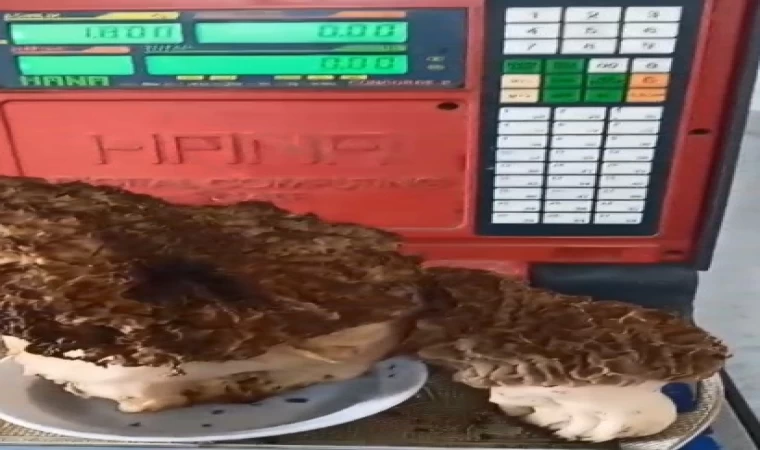 Karabağlar Yaylası’nda dev kuzugöbeği mantarı bulundu