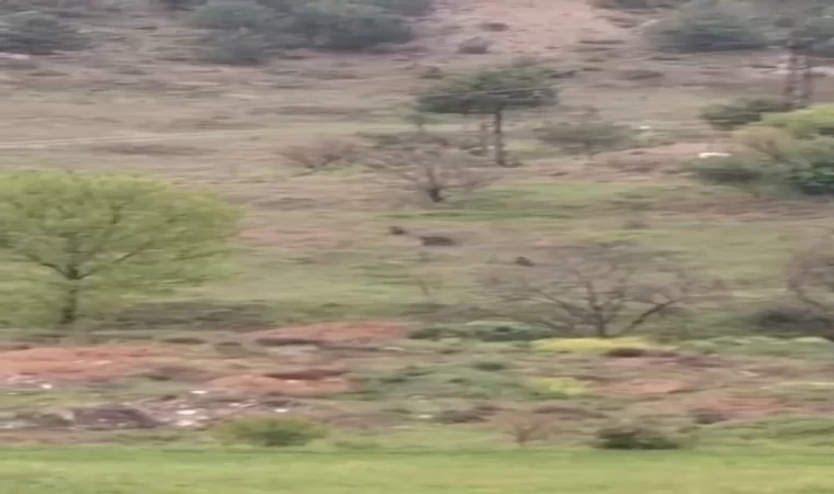 Karabük’te ayılar ve domuzlar cep telefonu kamerasıyla görüntülendi